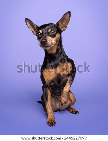 Portrait of a cute Miniature Pinscher dog.isolated on a studio background. Royalty-Free Stock Photo #2445227099