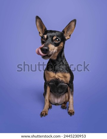 Portrait of a cute Miniature Pinscher dog.isolated on a studio background. Royalty-Free Stock Photo #2445230953