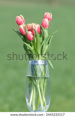 Close up of pink garden tulips (tulipa gesneriana) in a vase Royalty-Free Stock Photo #2445233117