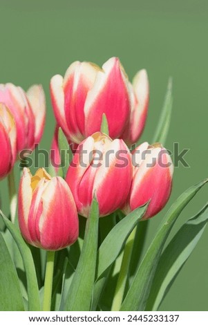 Close up of pink garden tulips (tulipa gesneriana) in bloom Royalty-Free Stock Photo #2445233137