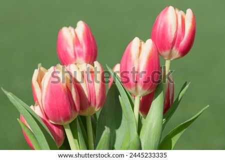 Close up of pink garden tulips (tulipa gesneriana) in bloom Royalty-Free Stock Photo #2445233335