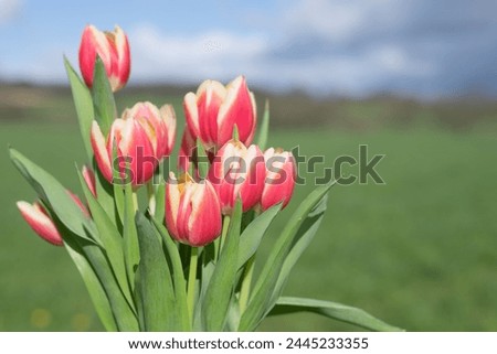 Close up of pink garden tulips (tulipa gesneriana) in bloom Royalty-Free Stock Photo #2445233355