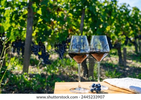 Tasting of red Bordeaux wine, Merlot or Cabernet Sauvignon red wine grapes on cru class vineyards in Pomerol, Saint-Emilion wine making region, France, Bordeaux Royalty-Free Stock Photo #2445233907