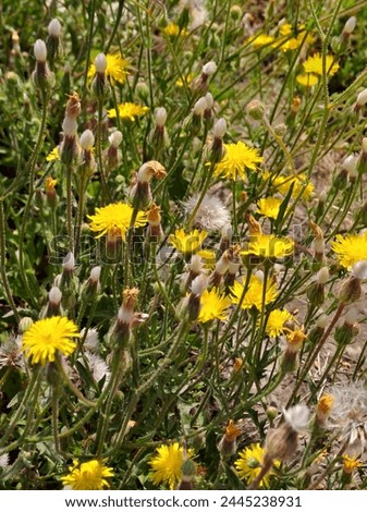 yellow dandelion flowers in the grass in summer