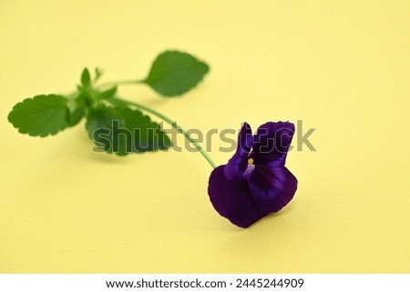 fresh bright pansy flower on yellow background