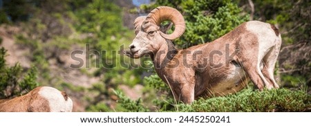 Bighorn Sheep Ram in Jasper National Park, Alberta, Canada - 4K Royalty-Free Stock Photo #2445250241