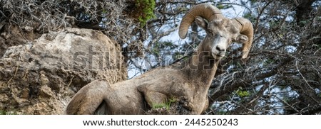 Bighorn Sheep Ram in Jasper National Park, Alberta, Canada - 4K Royalty-Free Stock Photo #2445250243