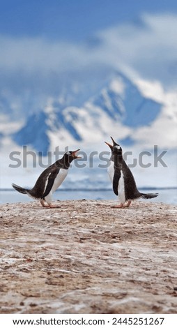 Gentoo penguins airing grievances in
Antarctica. Amidst the frost-kissed peaks, two penguins engage in a lively conversation. Their orange beaks form a vivid contrast against the pristine white.