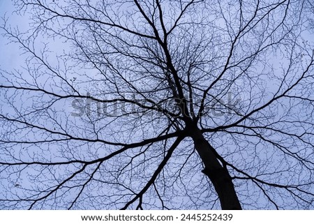 View from below of leafless trees in winter. On the background of the sky at twilight.