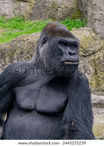 male silverback gorilla
in the zoo