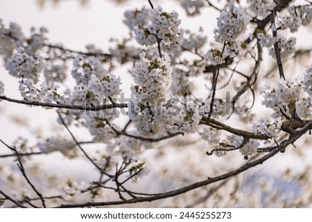 Blooming tree branch in the mountains