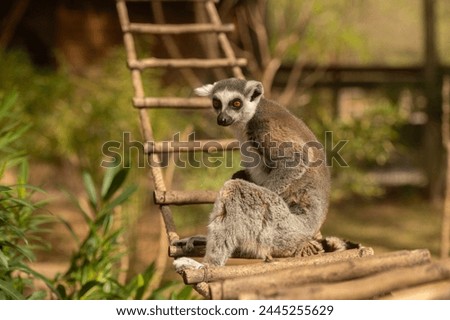 Picture of a cute and funny lemur sitting on a ladder. Lemur catta