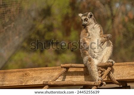 Picture of a cute and funny lemur sitting on a log. Lemur catta