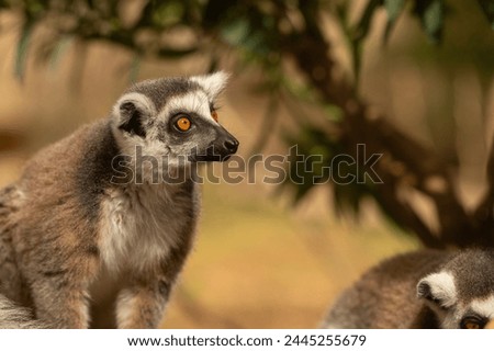 A cute and funny picture of a lemur at the zoo. Lemur catta