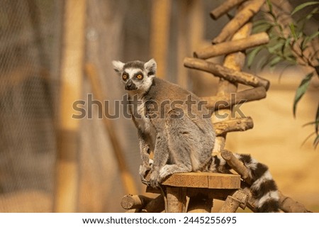 Picture of a cute and funny lemur sitting on a log. Lemur catta