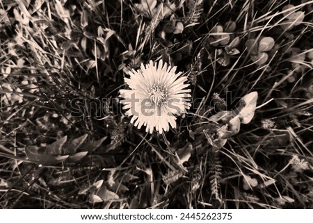 Blooming dandelion in grass, flower and grass and leaves, spring view