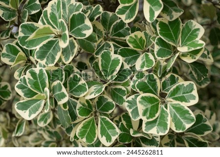 Close up green heart leaf of Mistletoe Fig, Mistletoe Rubber Plant tree in garden on natural background, summer season. Beautiful bush flower in spring forest. Fresh abstract pattern leaves 