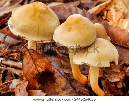 Hypholoma fasciculare (aka sulphur tuft, sulfur tuft or clustered woodlover) growing through the autumn leaf litter
 Royalty-Free Stock Photo #2445264055