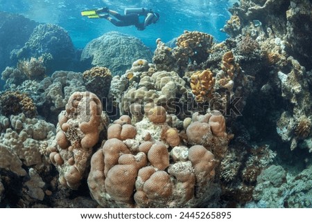 A diver takes pictures of picturesque corals in the Red Sea.