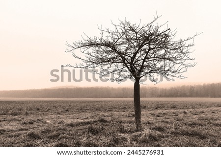 Foggy landscape, lonely tree in morning mist, field, forest and heaven, mystical atmosphere, cold weather
