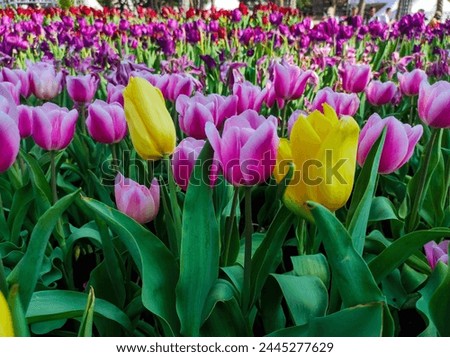 Tulipa gesneriana, the Didier's tulip or garden tulip, is a species of plant in the lily family. Royalty-Free Stock Photo #2445277629
