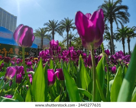 Tulipa gesneriana, the Didier's tulip or garden tulip, is a species of plant in the lily family. Royalty-Free Stock Photo #2445277631