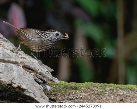 streaked wren-babbler species of bird in the family PellorneidaeIts natural habitats are subtropical or tropical moist lowland forest and subtropical or tropical moist montane forest Royalty-Free Stock Photo #2445278991