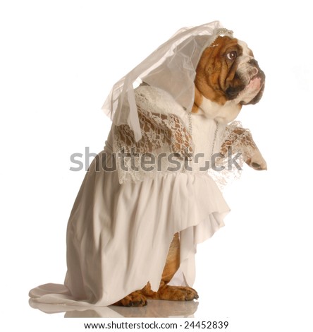 adorable english bulldog dressed up as a bride isolated on white background