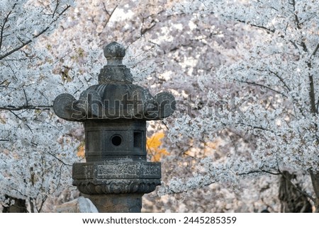 Traditional Japanese lantern the tidal Washington DC surrouded y cherry blossoms