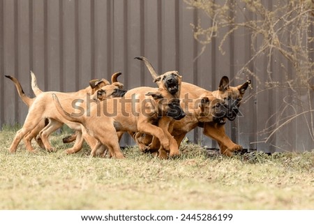 Belgian Shepherd Malinois puppies. Dog litter. Working dog kennel. Cute little puppies playing outdoor
