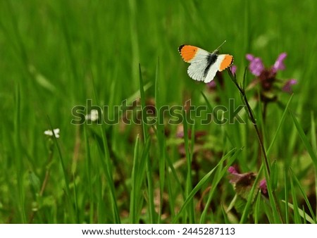 Landscape image of Orange-tipped butterfly(Anthocharis cardamines)on red nettle (Lamium purpureum).Spring postcard. Beautiful insect in nature. Beautiful insect in nature among colorful flowers. Royalty-Free Stock Photo #2445287113