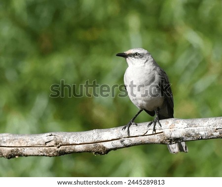 Birds of Costa Rica: Tropical Mockingbird (Mimus gilvus)