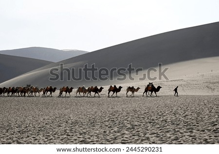 Camels being led back through the Singing Sand Dunes, Dunhuang, Northwest Gansu province, China, Asia