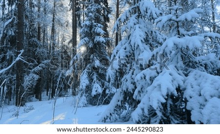 The magic of the vinter forest Oslo Norway