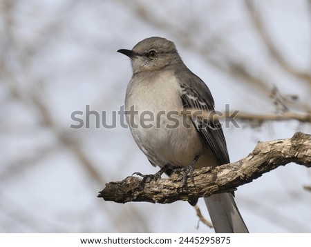 A mockingbird poses on a branch in spring.