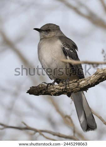 A mockingbird shows off his profile while perched.
