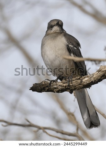 A mockingbird occupies an old branch in spring.