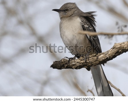 A closeup of a mockingbird on a branch.