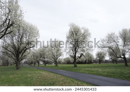 Th trees are blooming for spring time. Royalty-Free Stock Photo #2445301433