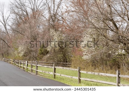 Th trees are blooming for spring time. Royalty-Free Stock Photo #2445301435