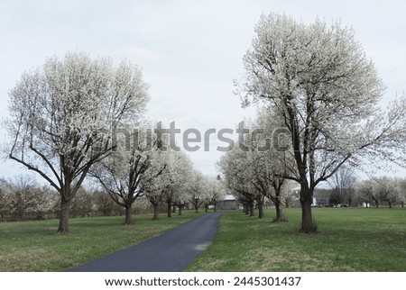Th trees are blooming for spring time. Royalty-Free Stock Photo #2445301437
