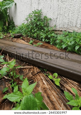 Close-up of a wet wooden plank, during a spell of rain, under a background of greenery and nature, in front of a white wall, with ivy and leaves, abandonment, degradation of material, ecological