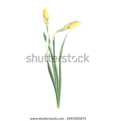 Watercolor daffodil flowers and buds. Isolated hand drawn illustration garden spring narcissus. Floral botanical drawing template for card, Mothers day, sticker, wedding, package, textile, embroidery.