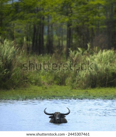 Wild buffalo soaking in the swamp. Wild animal.