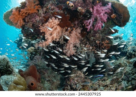 Cardinalfish school under a coral bommie on a biodiverse reef in Raja Ampat, Indonesia. This tropical region is known as the heart of the Coral Triangle due to its incredible marine biodiversity. Royalty-Free Stock Photo #2445307925