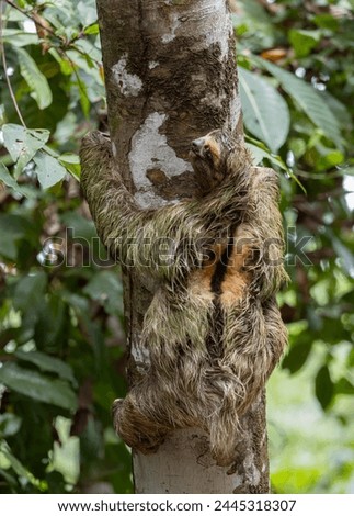 Three-toed sloth in the rainforest of Costa Rica 