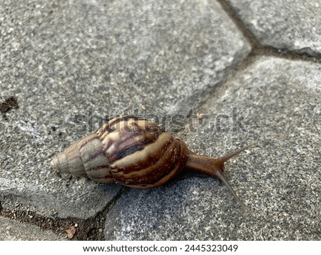 Close up a snail or Gastropoda on the ground Royalty-Free Stock Photo #2445323049