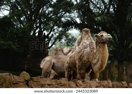 Bactrian Camel or Camelus Bactrianus, also known as the Mongolian Camel native to the steppes of Central Asia Royalty-Free Stock Photo #2445323089
