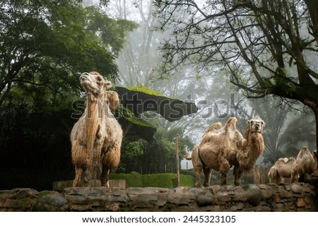 Bactrian Camel or Camelus Bactrianus, also known as the Mongolian Camel native to the steppes of Central Asia Royalty-Free Stock Photo #2445323105