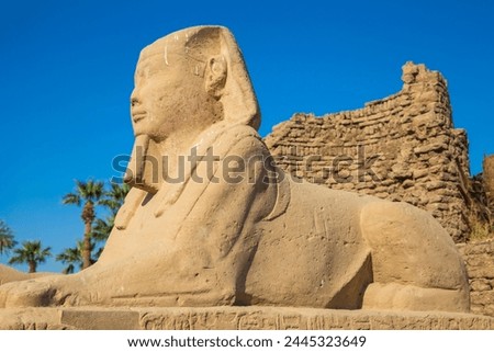 Avenue of Sphinxes, Luxor Temple, UNESCO World Heritage Site, Luxor, Egypt, North Africa, Africa Royalty-Free Stock Photo #2445323649